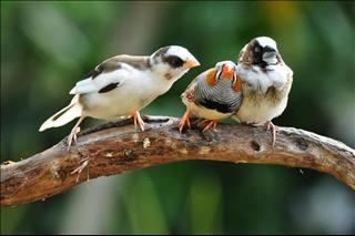 Tử vi Thứ 5 ngày 29/8/2019 của 12 cung hoàng đạo: Sư Tử thích thú, Hổ Cáp chán nản