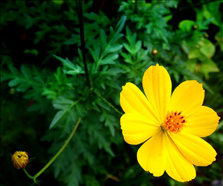 Tử vi thứ 6 ngày 23/8/2019 của 12 con giáp: Thân có lộc đào hoa, Tý vung tay quá trán