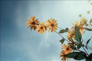 Tử vi thứ 3 ngày 27/8/2019 của 12 cung hoàng đạo: Sư Tử tự phụ, Nhân Mã vội vã