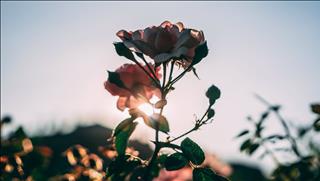 Tử vi thứ 6 ngày 30/8/2019 của 12 cung hoàng đạo: Xử Nữ thu hút, Hổ Cáp căng thẳng