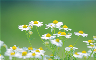 Tử vi thứ 2 ngày 12/8/2019 của 12 con giáp: Mùi mãn nguyện, Tý thấy mệt mỏi