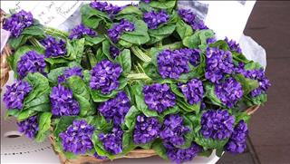 Tử vi thứ 3 ngày 24/9/2019 của 12 cung hoàng đạo: Xử Nữ rụt rè, Ma Kết nóng nảy