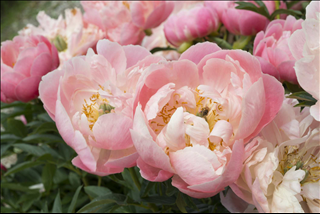 Tử vi Chủ nhật ngày 22/9/2019 của 12 con giáp: Dần vượng duyên, Hợi cố chấp