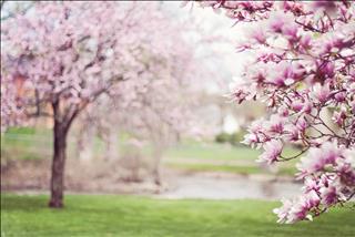 Tử vi thứ 2 ngày 30/9/2019 của 12 con giáp: Mùi đào hoa, Dậu giữ lập trường