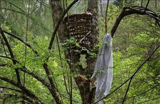 "Rừng ma đồng nhi" - Nơi xác những đứa trẻ treo lủng lẳng trên cây