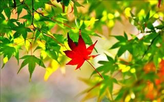 Hạnh phúc với hình ảnh cây phong trong giấc mơ