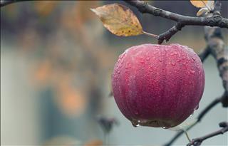 Tử vi thứ 5 ngày 12/9/2019 của 12 con giáp: Tý bị nghi ngờ, Dần hưởng thành quả