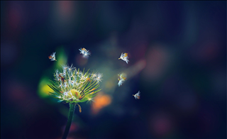 Tử vi Chủ nhật ngày 8/9/2019 của 12 con giáp: Tuất đón tin vui tới tấp