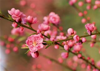 Tử vi Thứ 2 ngày 27/1/2020 của 12 cung hoàng đạo: Ma Kết bình tĩnh, Bạch Dương mộng tưởng
