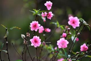 Tử vi Chủ nhật ngày 19/1/2020 của 12 con giáp: Ngọ gặp tiểu nhân, Sửu ấm lòng