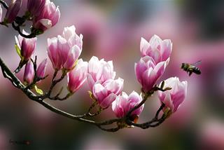 Tử vi Thứ 4 ngày 15/1/2020 của 12 cung hoàng đạo: Xử Nữ khắt khe, Kim Ngưu đạt mục tiêu