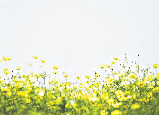 Tử vi Chủ nhật ngày 2/2/2020 của 12 con giáp: Thân tổn thương, Dần căng thẳng