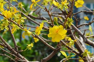 Dự báo thời tiết 7 ngày Tết Nguyên Đán Canh Tý 2020