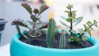 Tử vi thứ 5 ngày 22/10/2020 của 12 con giáp: Thìn trở ngại, Tuất tự tin