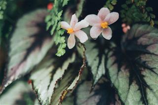 Tử vi hôm nay 15/10/2020 về may mắn của 12 con giáp: Ai vận đỏ như son?