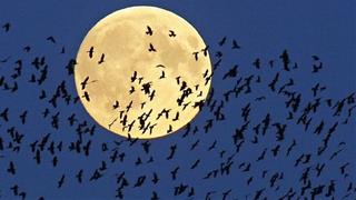 Mối quan hệ Mặt Trăng và cơ thể người rất mạnh mẽ, nhất định không thể xem thường