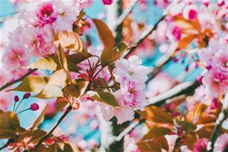 Tử vi Chủ nhật ngày 29/11/2020 của 12 con giáp: Thân hạnh phúc, Dậu vụng về