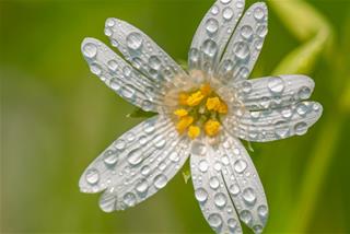 Tử vi thứ 3 ngày 1/12/2020 của 12 con giáp: Tuất kiệt sức, Thân gặp khó khăn