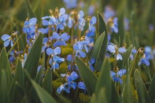 Tử vi thứ 4 ngày 25/11/2020 của 12 cung hoàng đạo: Cự Giải đồng cảm, Hổ Cáp ngây thơ