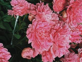 Tử vi thứ 4 ngày 11/11/2020 của 12 cung hoàng đạo: Sư Tử lo lắng, Bảo Bình biết tuốt