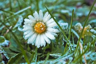 Tử vi thứ 6 ngày 1/1/2021 của 12 cung hoàng đạo: Cự Giải vui vẻ, Kim Ngưu nhạy cảm