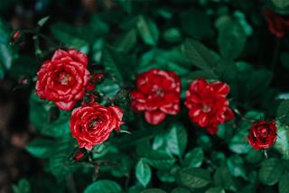 Tử vi tuần mới của 12 cung hoàng đạo 4/1 - 10/1/2021: Ma Kết tỏ tình thành công