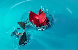 Tử vi tuần mới từ 24/2 – 1/3/2020 của 12 con giáp: Mão suy tư, Mùi nhạy cảm