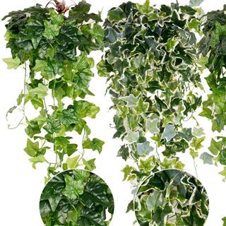 Treo dây thường xuân đón bình an và may mắn