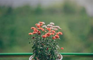 Tử vi tuần mới từ 2/3 – 8/3/2020 của 12 con giáp: Tị vướng thị phi, Thân đón tài lộc