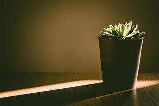 Tử vi thứ 5 ngày 19/3/2020 của 12 con giáp: Ngọ cần cảnh giác, Hợi nên tỉnh táo