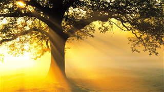 Tử vi Chủ nhật ngày 29/3/2020 của 12 con giáp: Mão đào hoa, Ngọ ảo tưởng