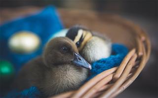 Tử vi thứ 3 ngày 28/4/2020 của 12 con giáp: Sửu sáng tạo, Mão khắc khẩu