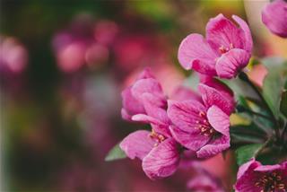 Tử vi thứ 2 ngày 20/4/2020 của 12 cung hoàng đạo: Sư Tử liều lĩnh, Hổ Cáp khỏe mạnh