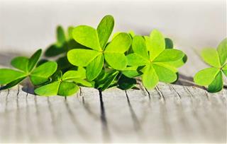 Tử vi thứ 4 ngày 15/4/2020 của 12 cung hoàng đạo: Song Tử lạc quan, Xử Nữ bất an