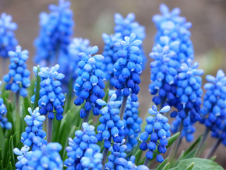 Tử vi tuần mới từ 4 – 10/5/2020 của 12 con giáp: Tý phát tài, Mão mâu thuẫn