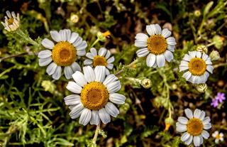 Tử vi thứ 2 ngày 11/5/2020 của 12 cung hoàng đạo: Sư Tử nhầm lẫn, Kim Ngưu thỏa đam mê