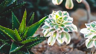 Tử vi thứ 7 ngày 2/5/2020 của 12 con giáp: Mão cần quyết đoán, Thân nên hợp tác