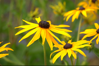 Tử vi thứ 4 ngày 22/4/2020 của 12 con giáp: Sửu nóng nảy, Tuất rạn nứt