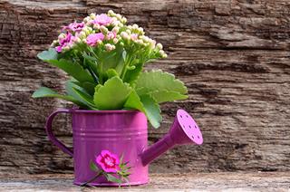 Mách bạn chọn loại cây phù hợp với tính cách 12 cung hoàng đạo