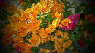 Tử vi thứ 2 ngày 29/6/2020 của 12 cung hoàng đạo: Kim Ngưu lười, Xử Nữ tiết kiệm