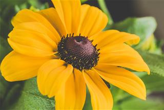 Tử vi thứ 3 ngày 30/6/2020 của 12 con giáp: Sửu nghi ngờ, Mão bị hại