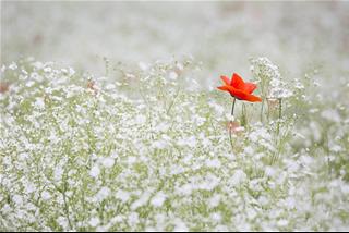 Tử vi thứ 7 ngày 27/6/2020 của 12 cung hoàng đạo: Sư Tử tỏa sáng, Xử Nữ nhạy cảm
