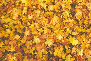 Tử vi tuần mới của 12 cung hoàng đạo 29/6 - 4/7/2020: Song Ngư hạnh phúc