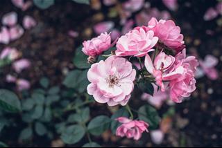 Tử vi thứ 2 ngày 27/7/2020 của 12 cung hoàng đạo: Song Ngư tin nhầm, Kim Ngưu quyết liệt