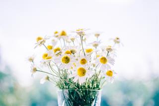 Tử vi thứ 5 ngày 3/9/2020 của 12 con giáp: Mão rắc rối, Dậu hiếu thắng