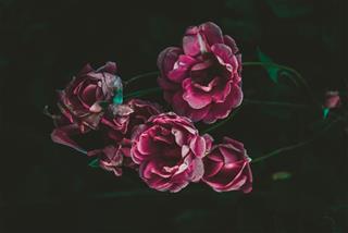 Tử vi thứ 4 ngày 12/8/2020 của 12 cung hoàng đạo: Sư Tử thu hút, Hổ Cáp quá tự tin