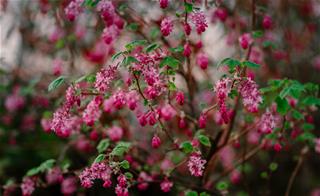 Tử vi thứ 3 ngày 18/8/2020 của 12 con giáp: Hợi có xung đột, Tý gắt gỏng