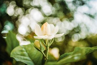 Tử vi hàng ngày 21/9/2020 của 12 cung hoàng đạo: Xử Nữ khó hiểu, Bảo Bình sáng suốt