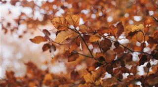 Tử vi thứ 4 ngày 7/10/2020 của 12 cung hoàng đạo: Hổ Cáp sáng tạo, Nhân Mã nóng tính