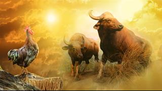 Chuyên gia mách cúng "Lễ vật Tam Hợp" đêm Giao thừa 2021, hứa hẹn năm Trâu “tậu đầu cơ nghiệp”